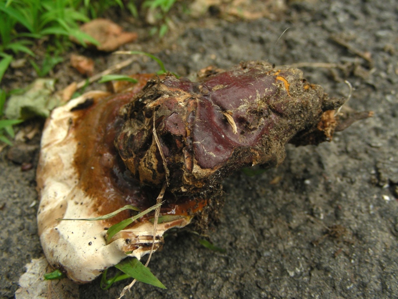 Ganoderma killer